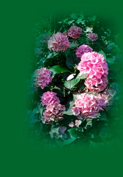 i_Hortensie.jpg